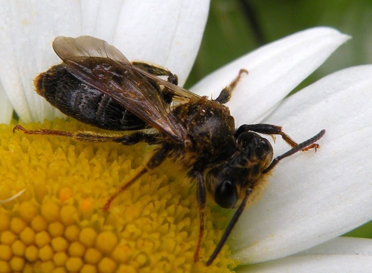 Ipotesi senza pretese: Andrena sp